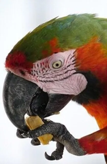 ara venezuela criollo travel