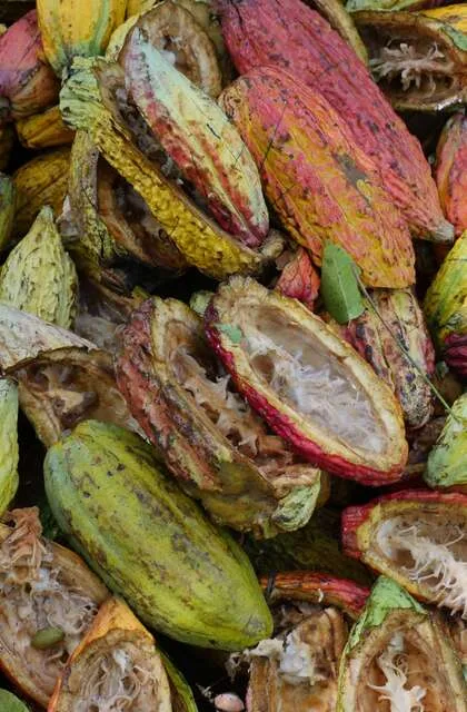 cacao criollo venezuela travel