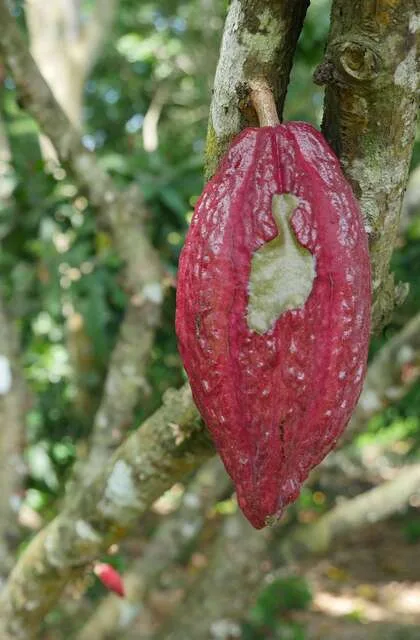cacao fruit criollo travel venezuela