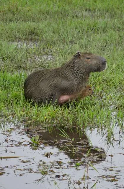 capivari criollo venezuela travel