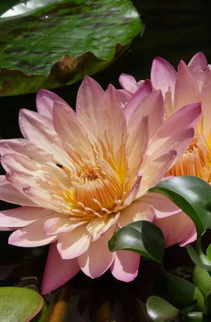 caracas venezuela criollo travel flower