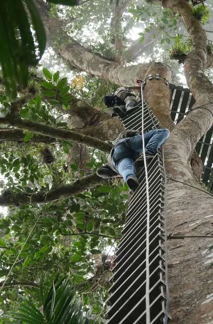 climbing tree venezuela criollo travel