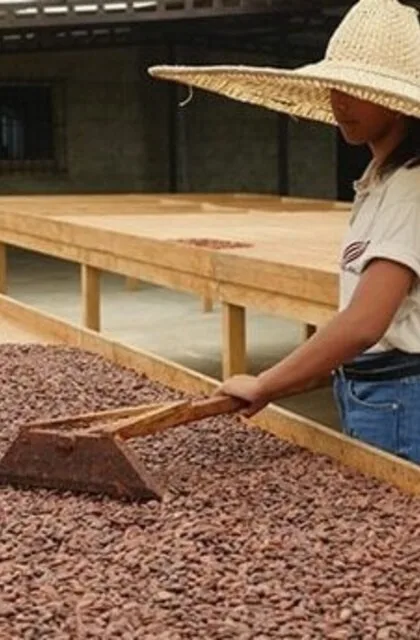 cocoa criollo drying venezuela travel