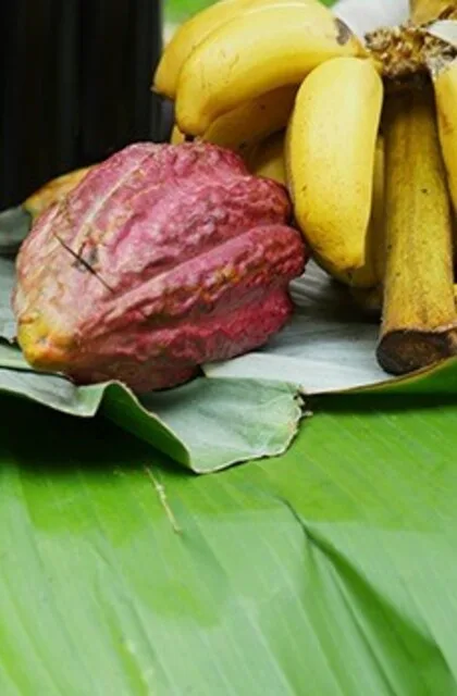 cocoa fruit criollo travel venezuela