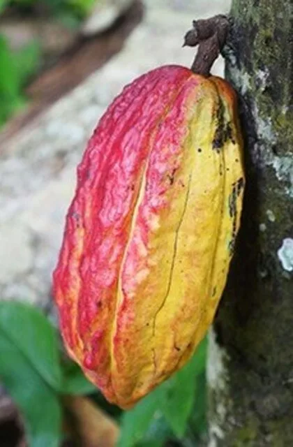 criollo travel cacao fruit venezuela