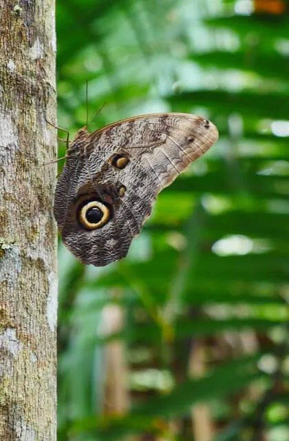 criollo travel morpho butterfly venezuela