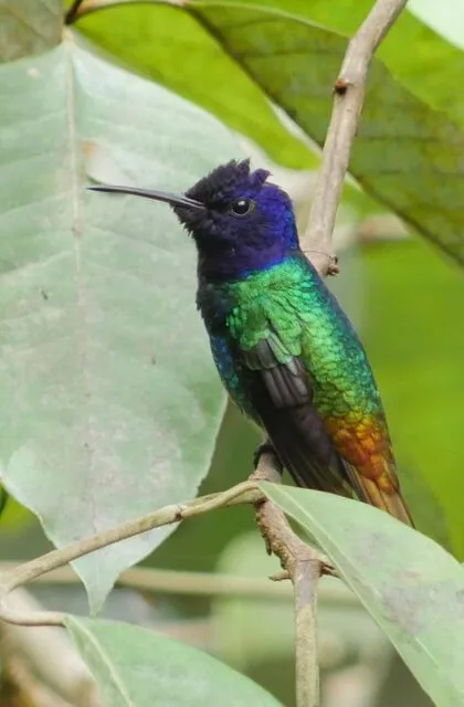 criollo travel venezuela humming bird la gran sabana tepuy