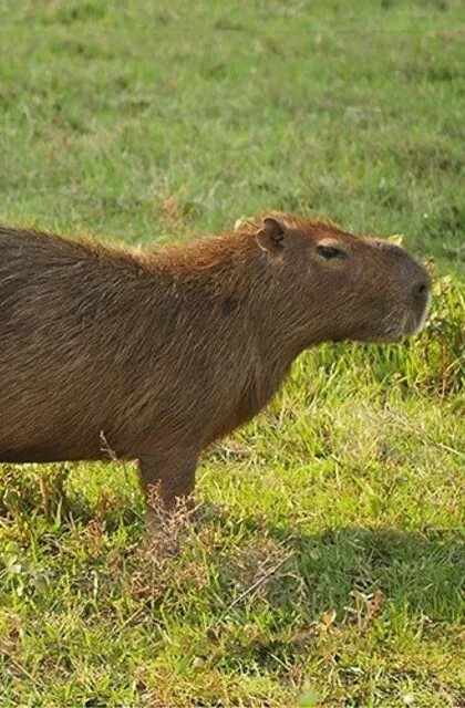 criollo venezuela travel capivari