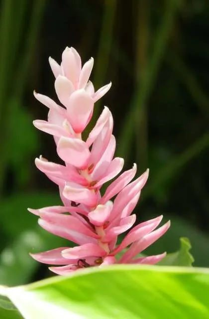 flower criollo travel venezuela