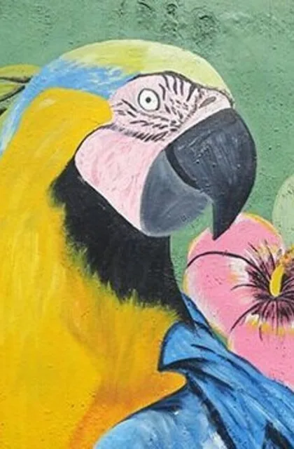 guacamaya enezuela criollo travel