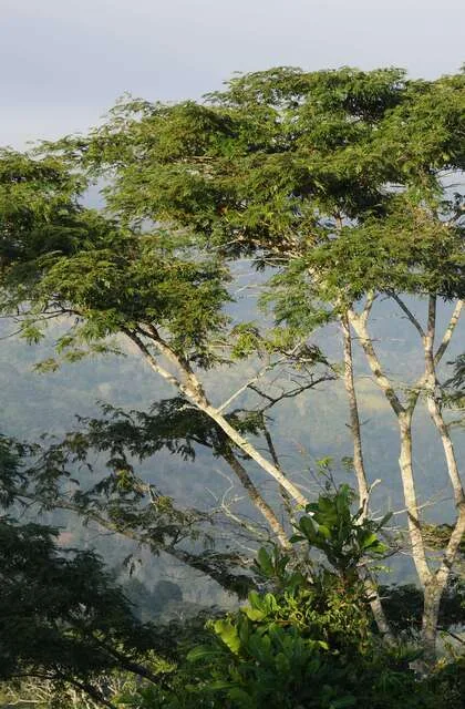 holidays in venezuela travel tree criollo