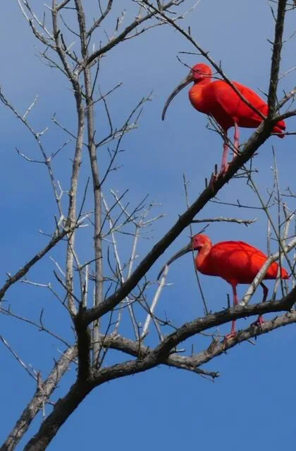 ibis bird venezuela criollo travel