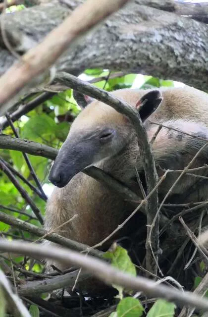 nteter criollo travel venezuela holidays