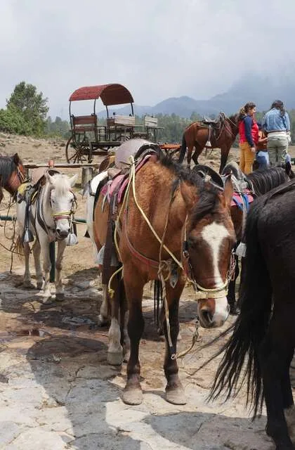 paramovenezuela horse criollo travel