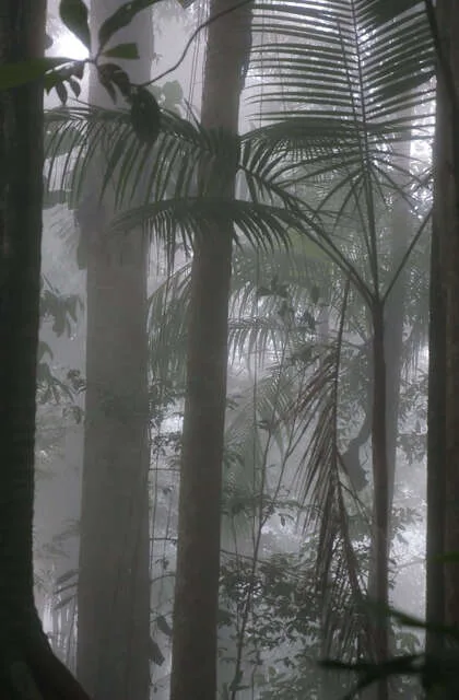 rain forest venezuela destinations travel criollo