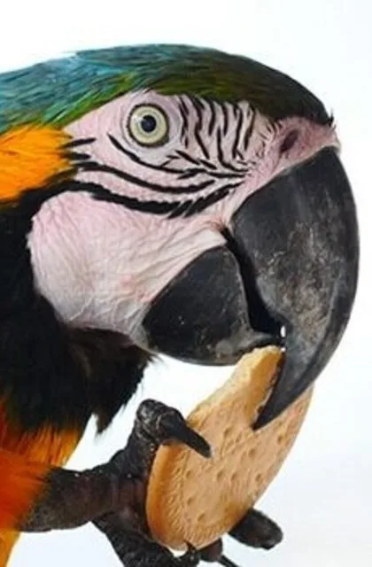 trip to venezuela tour guacamaya criollo latin america travel