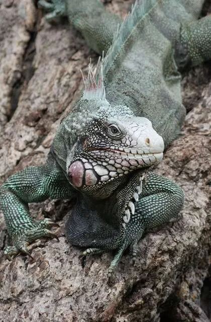 venezuela criollo iguana travel
