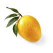 criollo travel bocado coroba