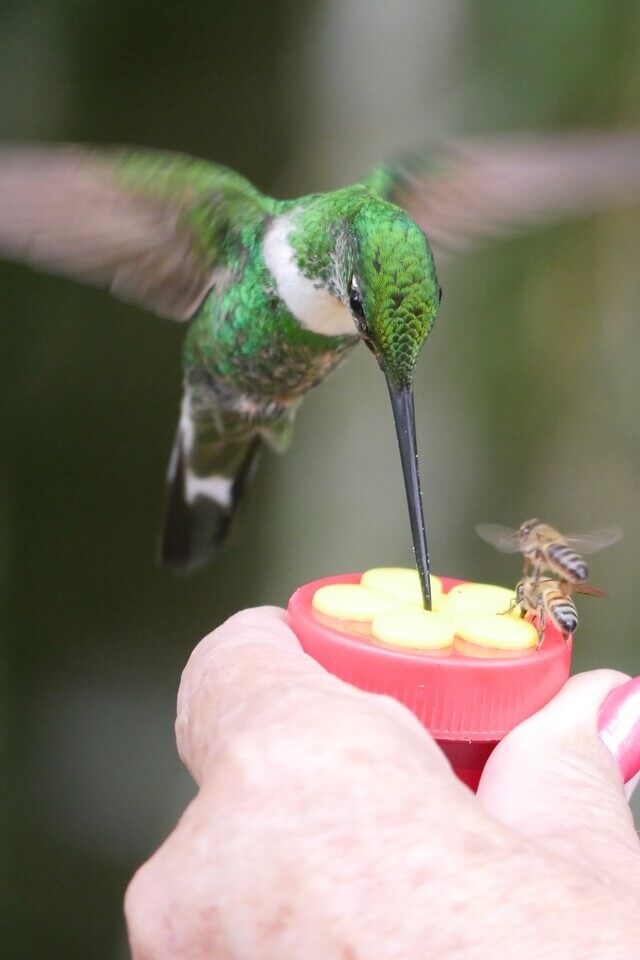 criollo travel venezuela colibri