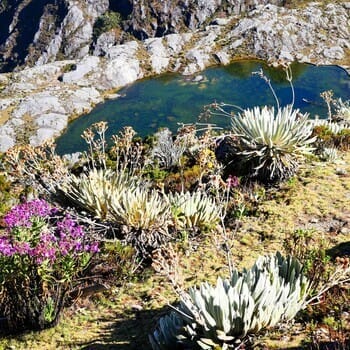 criollo travel venezuela merida laguna paramo