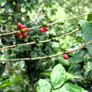 coffee cherry