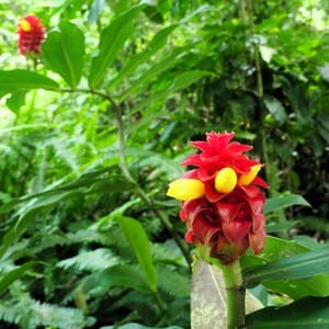coffee heliconia flower