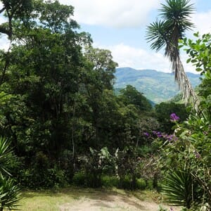 coffee hill plantation