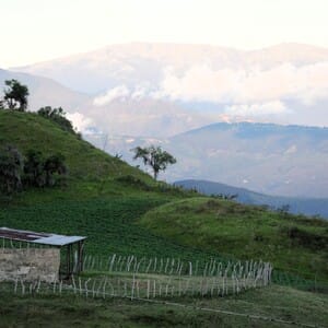 coffee montana