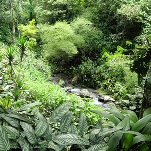 coffee plantation river
