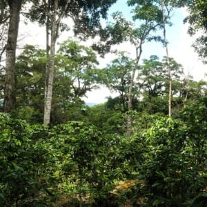 coffee plantation