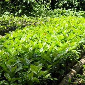 coffee young plants