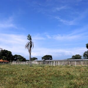 ranch llanos portuguesa